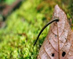 One can enjoy the exquisiteness of dense lusty forest as the option of trekking is available, but sources suggest the site is packed with leeches part
